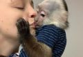 Nádherná kapucínka, opice na prodej