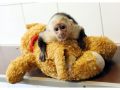 Rozkošné miminko kapucínka