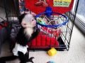 Kapucínské opice k adopci.