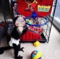 Kapucínské opice k adopci.