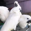 Rucne zvednutý Kakadu-bílý papoušek na prodej