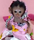 Krásná samice kapucínské opice na prodej