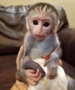 Prodám  Kapucínský opice