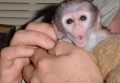 rozkošné kapucínské opice k adopci