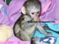 žoviální miminko kapucínka, opice na prodej