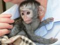 Zdravé miminko kapucínka, opice na prodej