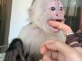 Krásná samice kapucínské opice na prodej