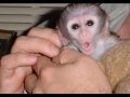 rozkošné kapucínské opice k adopci